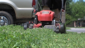 grass
