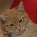 Local Cat Fighting For His Life After Having Tail Ripped Off