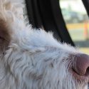 Saving Dogs From Cruelty