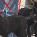 26 Dogs Heading Home